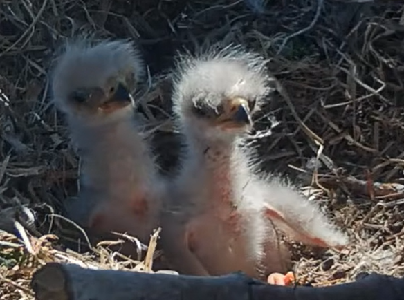 Jackie and Shadow's eagle eaglets
